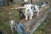 BULL ARAB X BULL MASTIFF PUPPIES