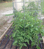 Heavy Duty Tomato Cages Made of Concrete Welded Reinforcing Mesh