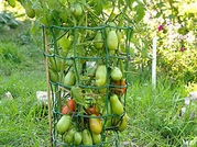 Heavy Duty Rigid Plastic Tomato Cages - Defense Against Squirrels