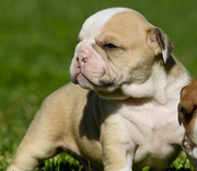   ADORABLE English Bulldog Puppies For Sale,  