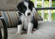 Border Collie Puppies For Sale 
