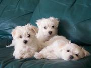 train xmas maltese puppies for adoption